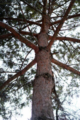 Fototapeta premium A low-angle, upward perspective of a sturdy pine tree trunk with textured bark and spreading branches against a bright winter sky. Atmospheric forest photography from below.