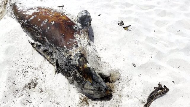 Macabre long-finned pilot whale carcass remains decomposing on white sandy beach
