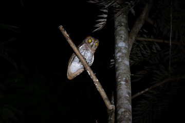 Obraz premium A close up of an Oriental Scops Owl with striking yellow eyes perched on a big stem against a dark, moody background of green tropical foliage. The lighting highlights its intricate brown grey 