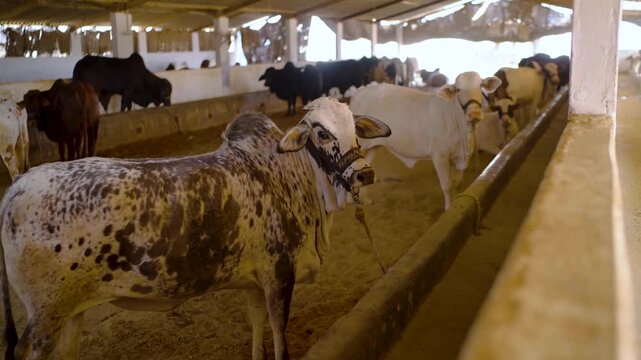 Cattle stand in a shaded livestock barn in Sindh, Pakistan, lined along a feeding trough inside a rural farm shed with warm afternoon light and dusty floor.