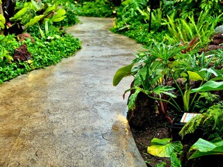 Serene Garden Pathway Surrounded by Exotic Green Plants © Fitri