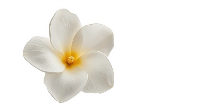 Single gardenia flower isolated on a bright white background