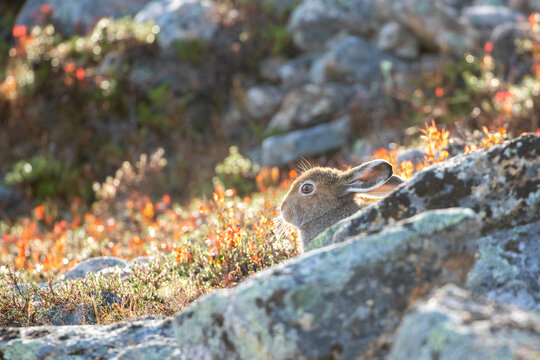 The mountain hare, Lepus timidus hiding behind the rocks on an early summer morning in Finnish nature near Saariselk&auml;, Northern Finland