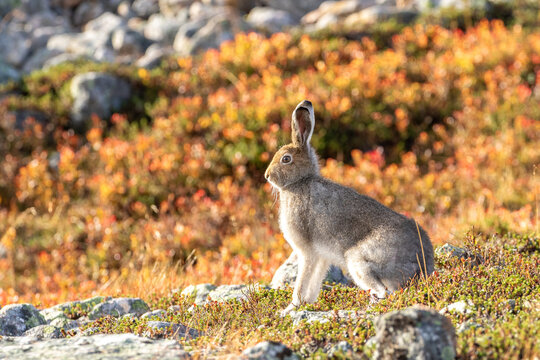The mountain hare, Lepus timidus sitting on the ground on an early summer morning in Finnish nature near Saariselk&auml;, Northern Finland