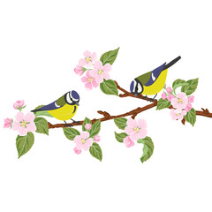 vector drawing bird, blue tits at spring flowering wild apple branch with pink flowers and green leaves, hand drawn wildlife illustration © cat_arch_angel