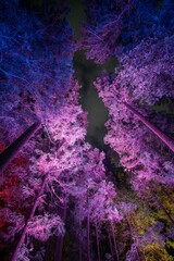 茨城県水戸市　偕楽園のライトアップ