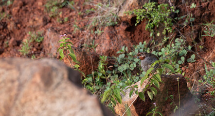 Fototapeta premium A Jungle Bush Quail standing on a large rock with brown and grey barred plumage with a distinct orange red throat patch. It id surrounded by vibrant green foliage and thorny branches
