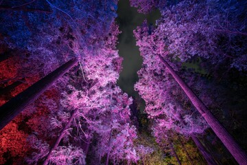 茨城県水戸市　偕楽園のライトアップ