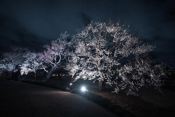 茨城県水戸市　偕楽園のライトアップ