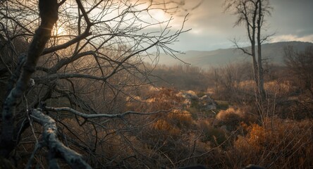 Obraz premium Scenic landscape featuring intricate network of leafless tree branches