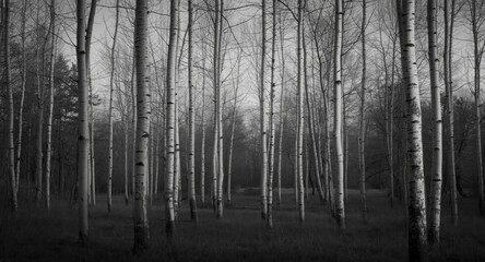 Fototapeta premium Quiet woodland vista of tall birch trees bathed in soft and intense black and white contrasts