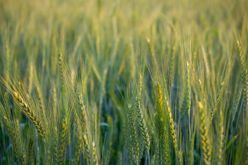 Fototapeta premium Golden Sunlight Falling on Fresh Green Wheat Field in Early Morning