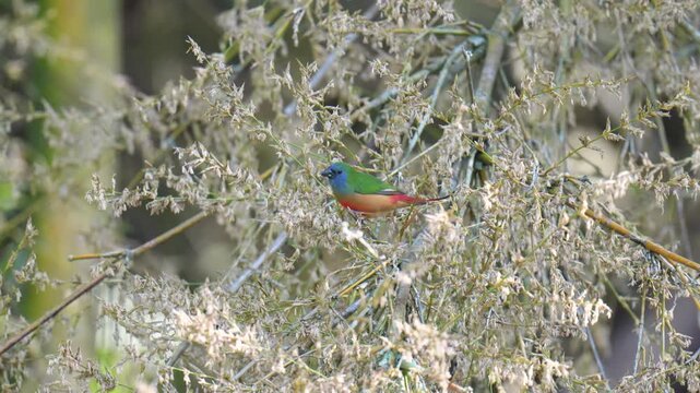 Pin-tailed Parrotfinch Erythrura prasina males are brightly colored with blue face, green back, yellow body, bright red belly and tail.