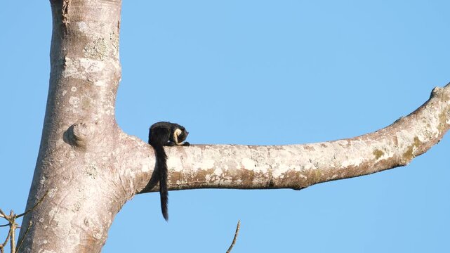 Black Giant Squirrel or Malayan giant squirrel on branch watching in natural habitats in the forest.