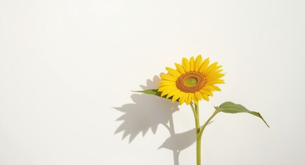 Elegant sunflower displaying full bloom on a minimalist white background