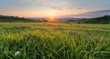 Open organic grasslands illuminated by radiant spring sunset