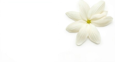 Soft Jasminum sambac petals against a smooth white background for copy space