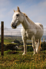Obraz premium White horse standing by wire fence in green Scottish countryside