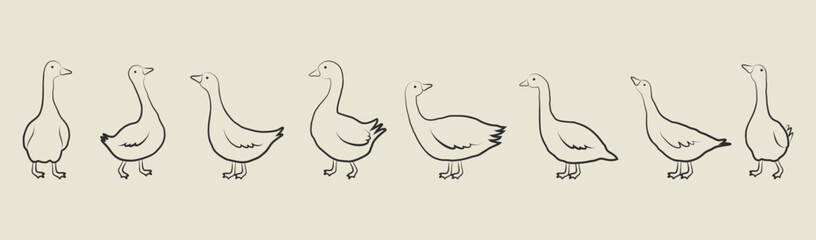 Set of hand drawn outline sketch geese in various poses © DisignUA