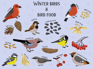 vector drawing winter birds, and bird food, hand drawn illustration, isolated on white nature design elements © cat_arch_angel