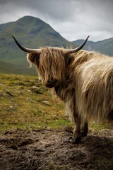 Tuinposter  Highland Cow Looking over Shoulder in Mountains  © 9parusnikov