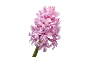 Fototapeta premium Pink hyacinth flower isolated with bright even lighting on white background