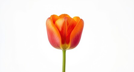 Freshly cut tulip with lively colors set on plain white backdrop