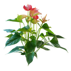 Obraz premium Tropical anthurium plant with lush green leaves isolated on transparent background