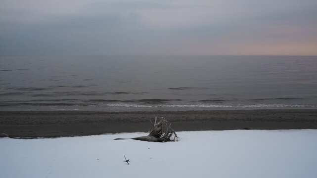 波打ち際の雪原と流木