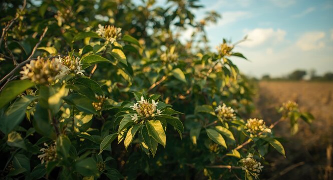 Lush green jatropha curcas shrub emphasizing biofuel production and medicinal value