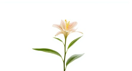 Obraz premium Single tropical plant featuring a vibrant flower on a clean white background