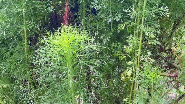Wild green dogfennel plant with feathery leaves in the field