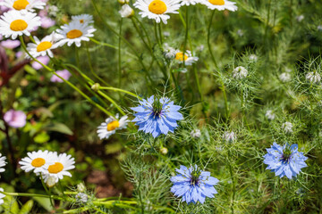 Obraz premium Beautiful blue nigella flowers blooming in the garden.