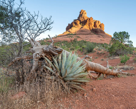 View of a fallen tree trunk embraced by an agave plant, set against the backdrop of a majestic red rock formation under the vast sky, Sedona, Arizona, United States.