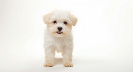 Obraz premium Adorable Maltipoo puppy standing on white studio backdrop