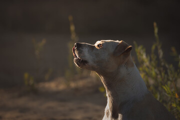 a bull type dog side profile portrait at sunset © Oszkár Dániel Gáti