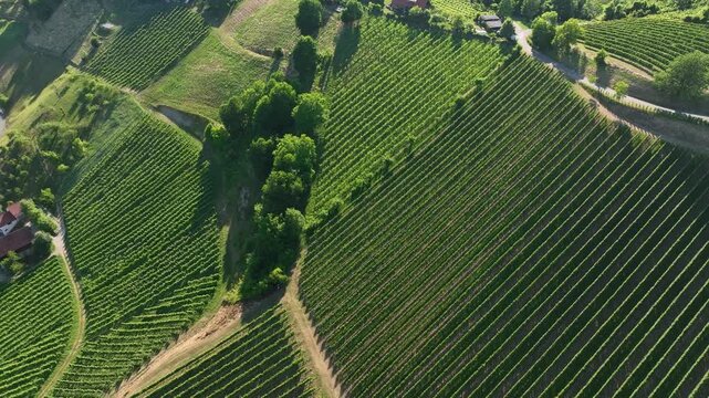 Aerial footage shows winding roads crossing Styria vineyards on steep hills, warm sunset colors shaping soft curves of land, peaceful movement, quiet atmosphere of summer wine region.