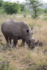 Fototapeta premium White rhinoceros, Nairobi National Park, Kenya