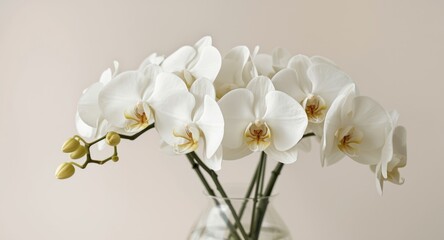 Classic white orchids gathered in a glass vase on a faint neutral color background