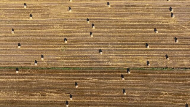 Golden fields stretch wide under the sun revealing harvest patterns