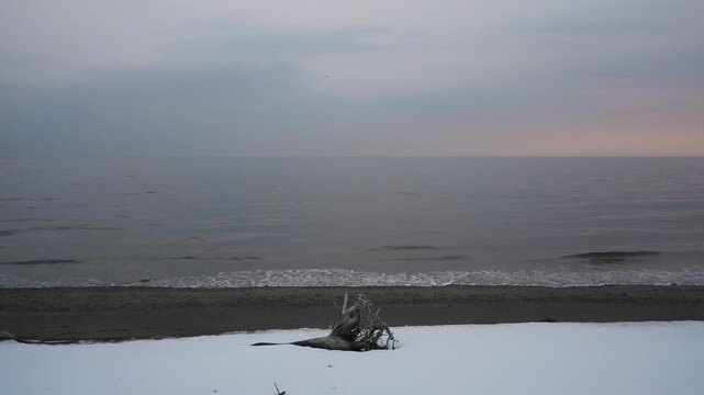 波打ち際の雪原と流木