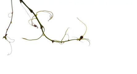 Small climbing tendrils isolated on a bright white backdrop with clipping path