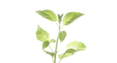 Fototapeta premium Luminous fresh basil leaves with backlight on wide white background panoramic scene