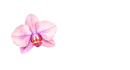 Fototapeta premium Watercolor illustration of orchid bloom on white space for greeting card and print applications
