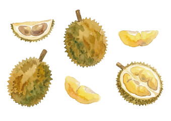 Fototapeta premium Watercolor Durian Illustration／ドリアン