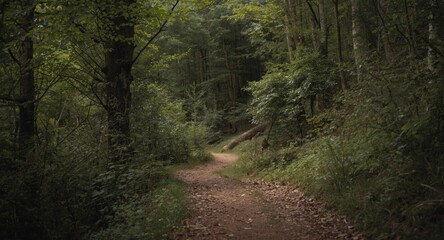 Obraz premium Natural trail cutting through forest with visible copy space