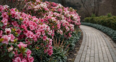 Quiet walkway lined with flourishing pink azaleas and fresh green plants in a serene spring park