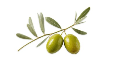 Twin green olives growing on olive branch with bright white backdrop
