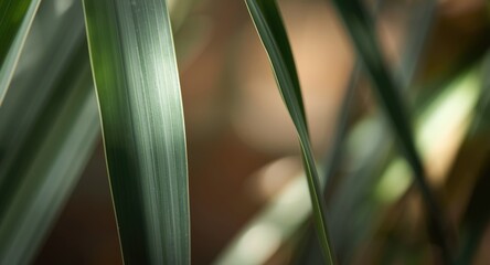 Obraz premium Close view of bamboo leaf with subtle gradient green tones