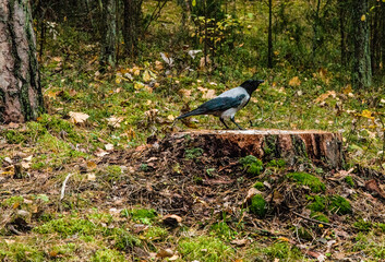 crow on a stump in the forest